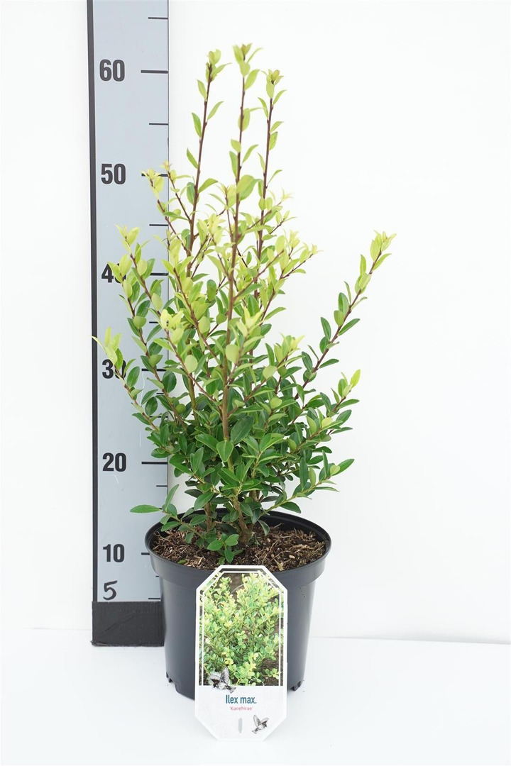 Bugienis maximowicziana (Lot Ilex maximowicziana)  C3/P19 30-40 CM