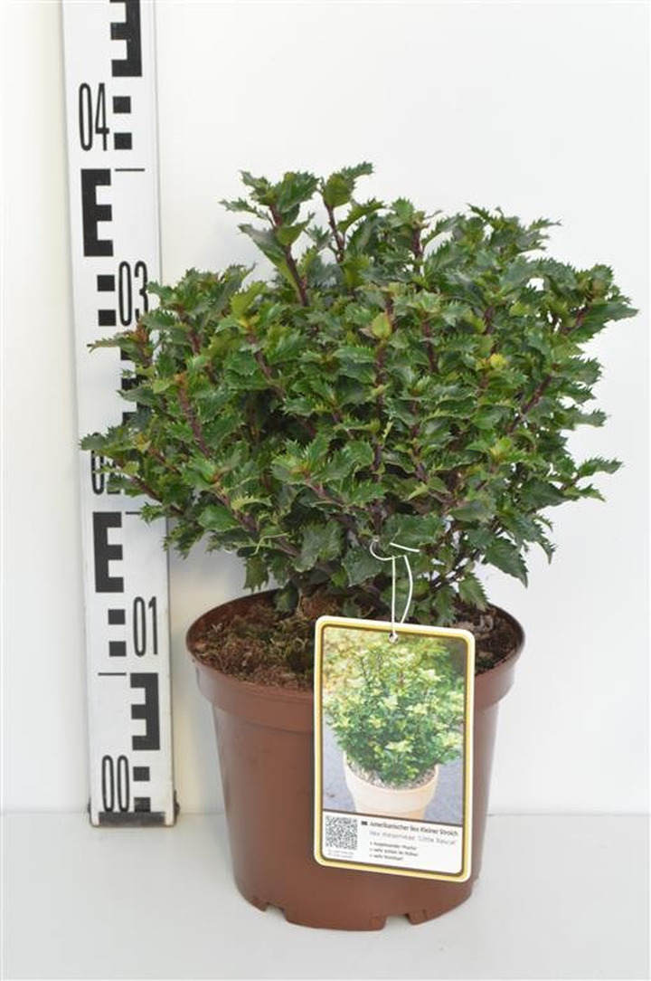 Bugienis (Lot Ilex mes.) 'Little Rascle' C3/P19 25-30 CM