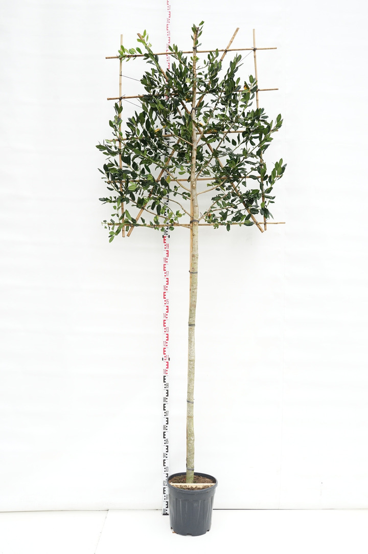 Bugienis (Lot Ilex) 'Nellie R. Stevens' C35 KAMIENO APIMTIS 10-12 CM