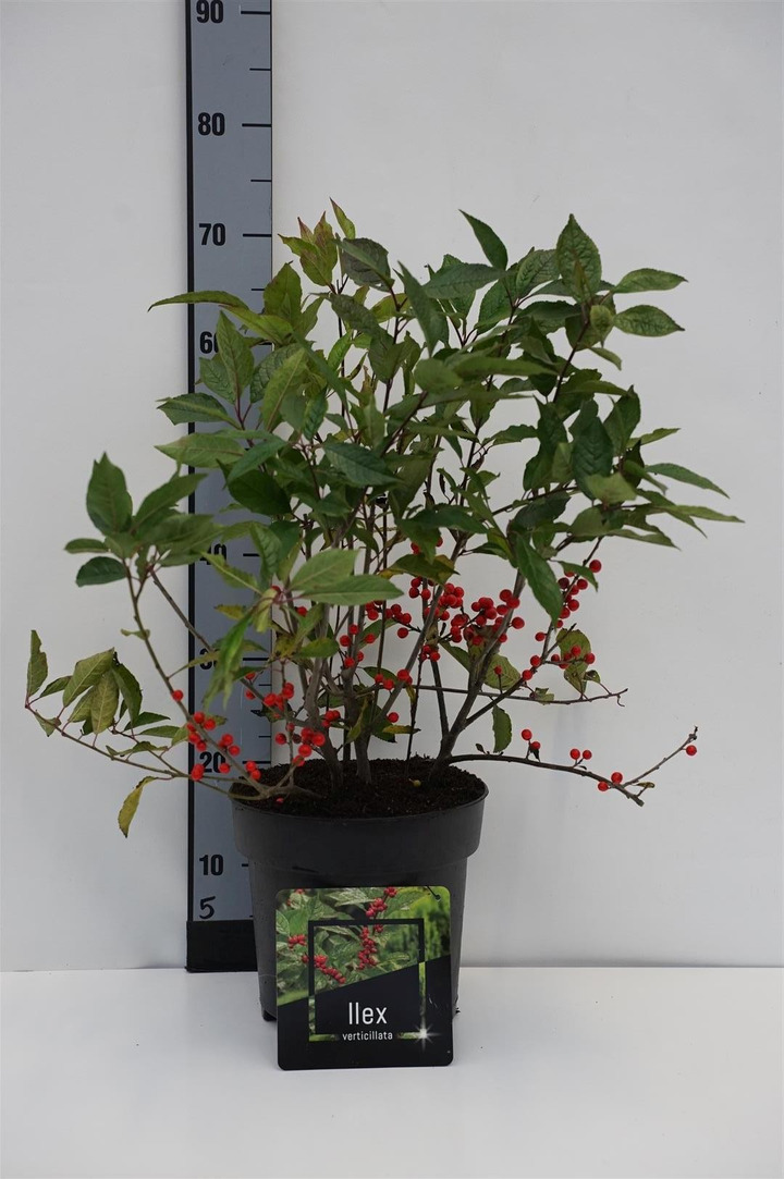 Virgininis bugienis (Lot Ilex verticillata)  C6,5/P24 40-50 CM