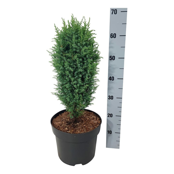 Kadagys paprastasis (Lot Juniperus comm.) 'Compressa' C7,5/P26 50-60 CM