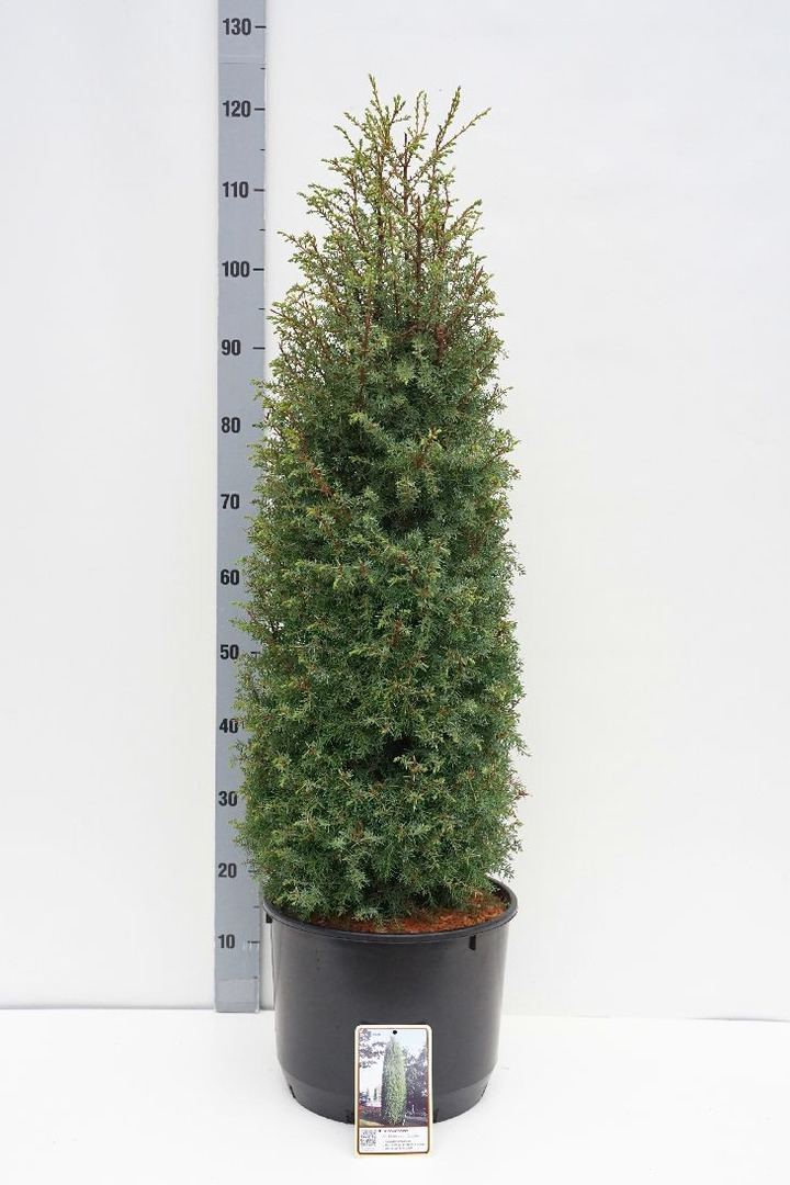 Kadagys kininis (Lot Juniperus c.) 'Excelsa' C12 80-100 CM