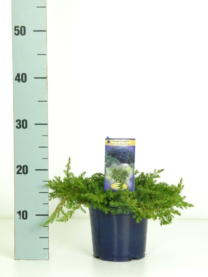 Kadagys paprastasis (Lot Juniperus comm.) 'Green Carpet' C1,5/P15 15-20 CM