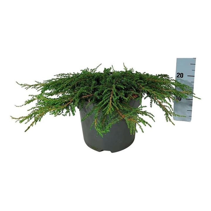 Kadagys paprastasis (Lot Juniperus comm.) 'Green Carpet' C7,5/P26 50-60 CM