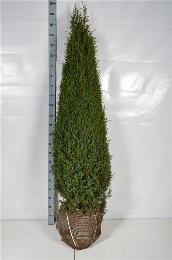 Kadagys paprastasis (Lot Juniperus comm.) 'Hibernica' 175-200 CM RB EXTRA