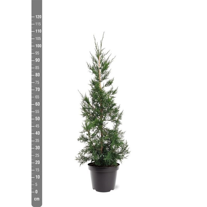 Kadagys kininis (Lot Juniperus chin.) 'Keteleeri' C7,5/P26 80-100 CM