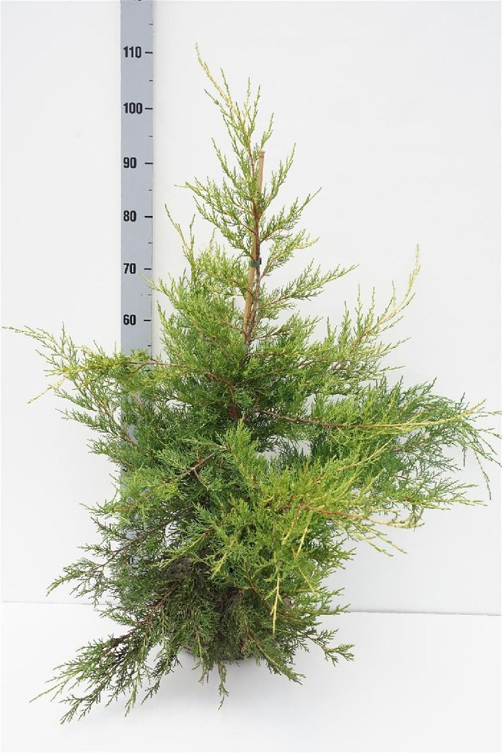 Kadagys kininis (Lot Juniperus chin.) 'Kuriwao Gold' RB 60-80 CM