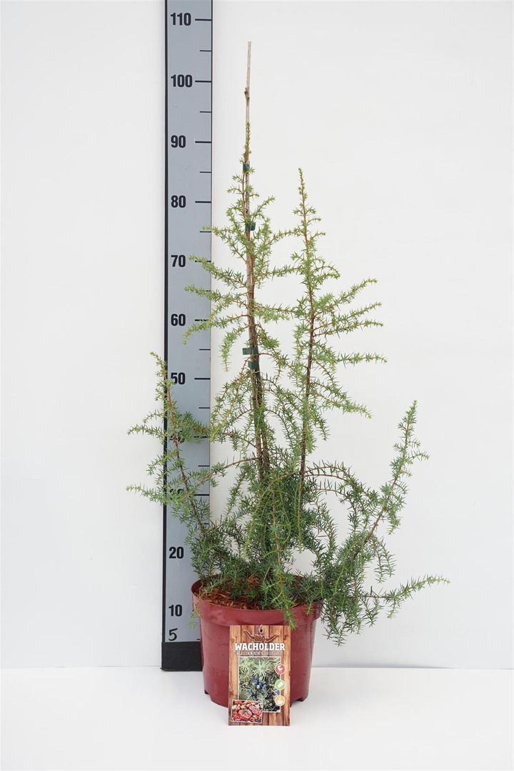 Kadagys paprastasis (Lot Juniperus communis)  C5/P23 40-60 CM