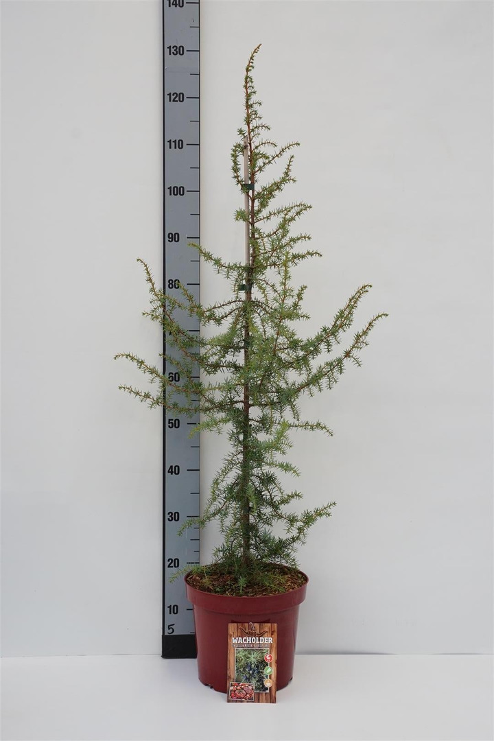 Kadagys paprastasis (Lot Juniperus communis)  C7,5/P26 60-80 CM
