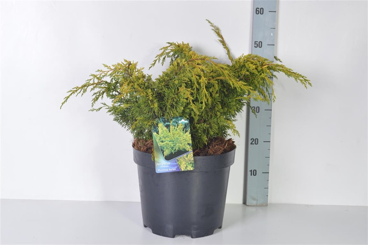 Kadagys kininis (Lot Juniperus chin.) 'Plum. Aurea' C10 50-60 CM