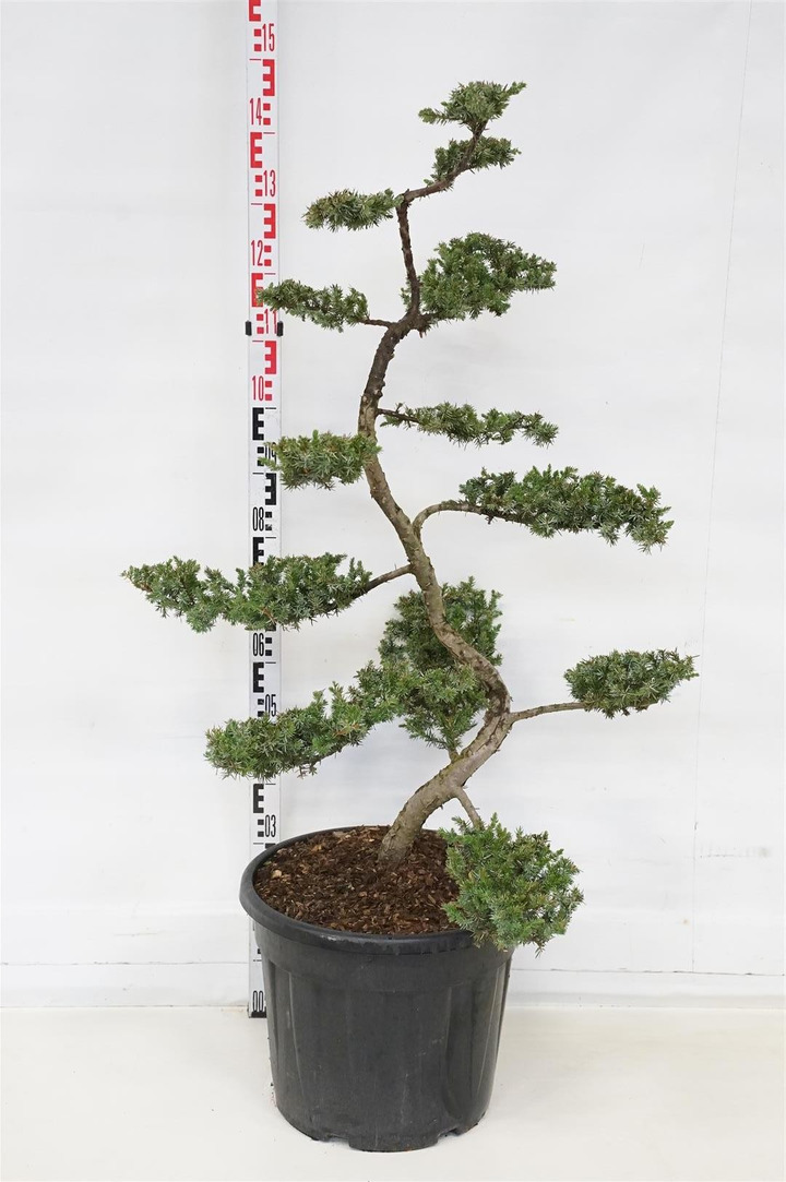 Kadagys pajūrinis (Lot Juniperus conf.) 'Schlager' BONSAI C35