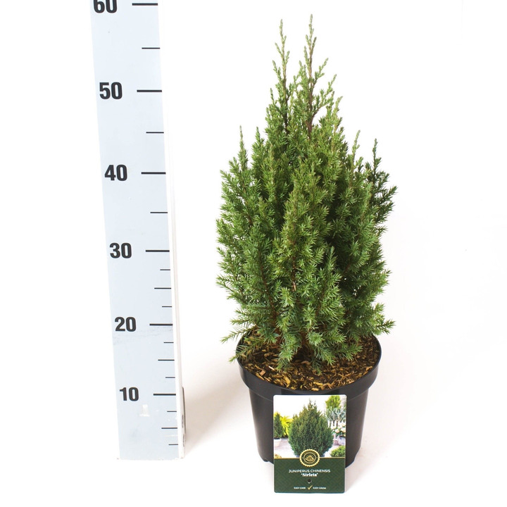 Kadagys kininis (Lot Juniperus chin.) 'Stricta' C5/P23 30-40 CM