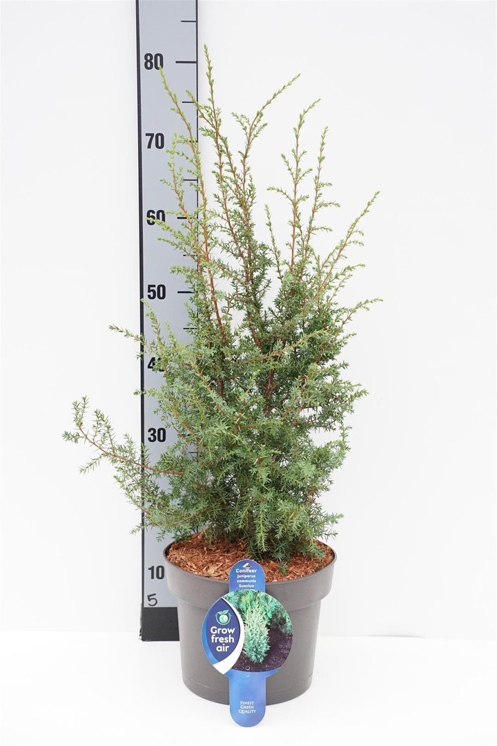 Kadagys paprastasis (Lot Juniperus comm.) 'Suecica' C5/P23 30-40 CM