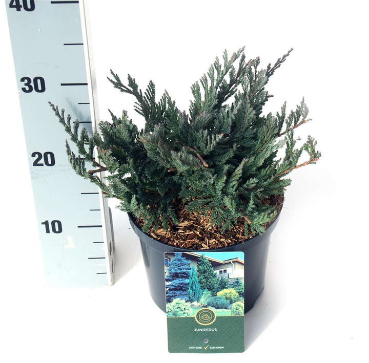 Kadagys gulsčiasis (Lot Juniperus hor.) 'Blue Chip' C2,5/P18 20-25 CM