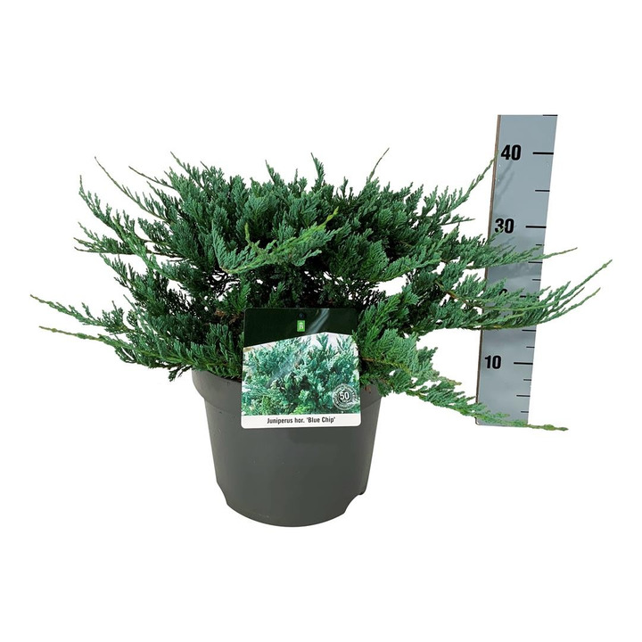 Kadagys gulsčiasis (Lot Juniperus hor.) 'Blue Chip' C7,5/P26 50-60 CM
