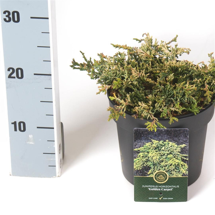 Kadagys gulsčiasis (Lot Juniperus hor.) 'Golden Carpet' C2,5/P18 25-30 CM