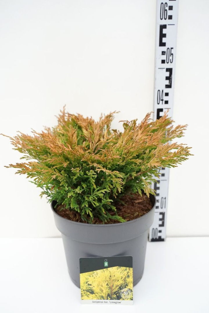 Kadagys gulsčiasis (Lot Juniperus hor.) 'Limeglow' C7,5/P26 40-50 CM