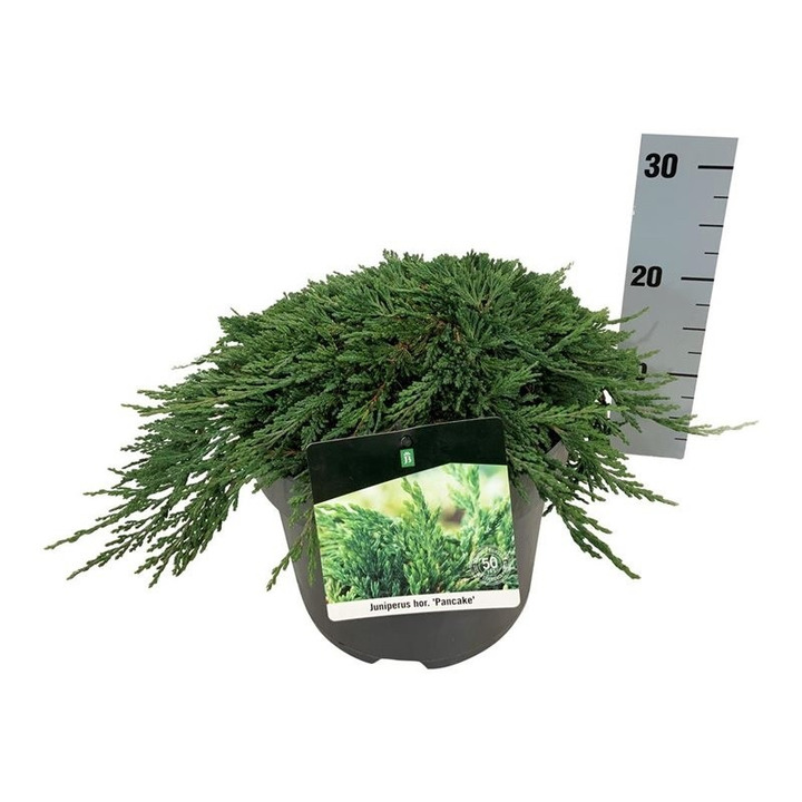 Kadagys gulsčiasis (Lot Juniperus hor.) 'Pancake' C7,5/P26 40-50 CM