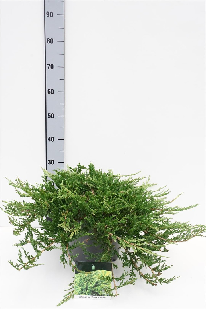 Kadagys gulsčiasis (Lot Juniperus hor.) 'Prince of Wales' C7,5/P26 50-60 CM