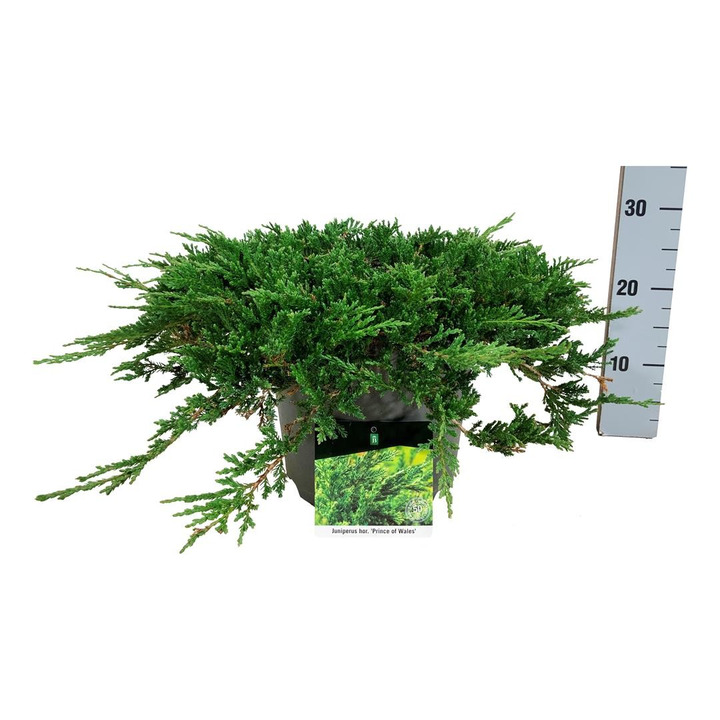 Kadagys gulsčiasis (Lot Juniperus hor.) 'Prince of Wales' C7,5/P26 50-60 CM