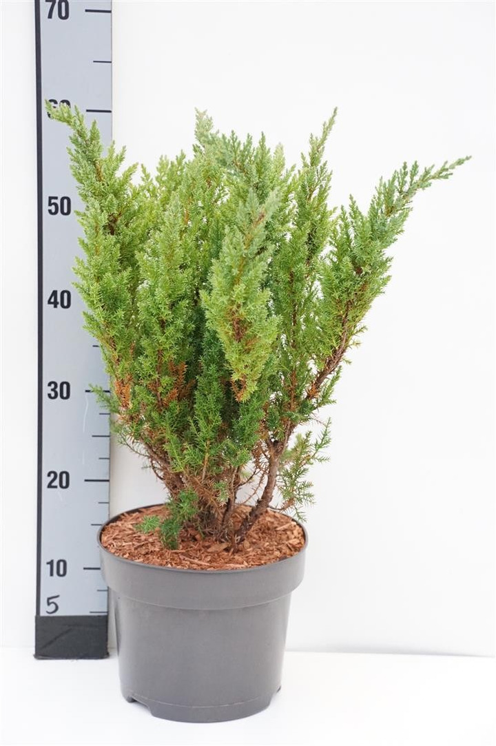 Kadagys tarpinis (Lot Juniperus media) 'Blue Chiffon' C5/P23 25-30 CM