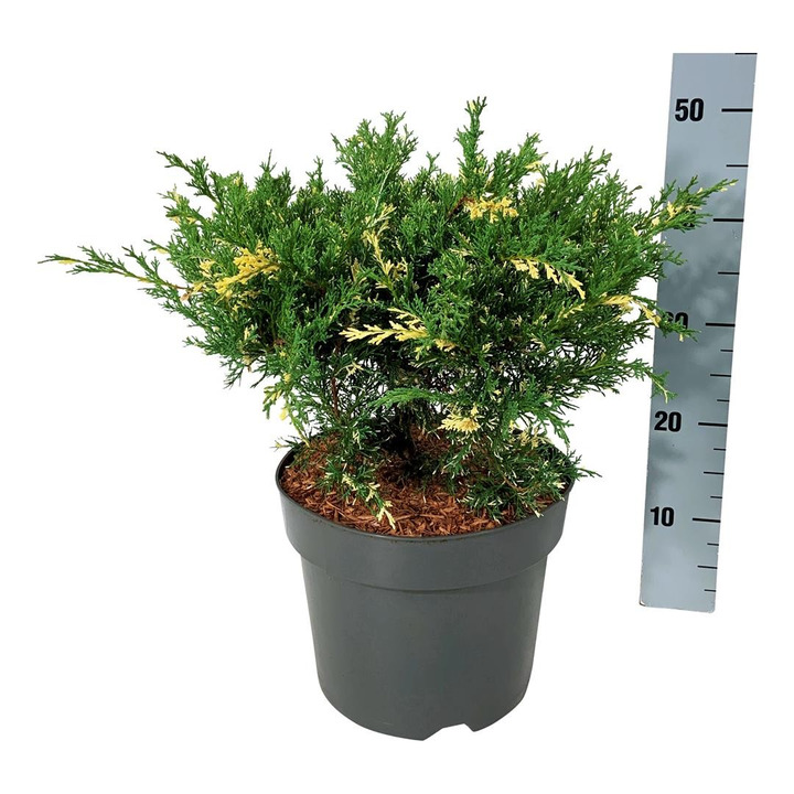 Tarpinis kadagys (Lot Juniperus pf.) 'White Splash' C7,5/P26 40-50 CM