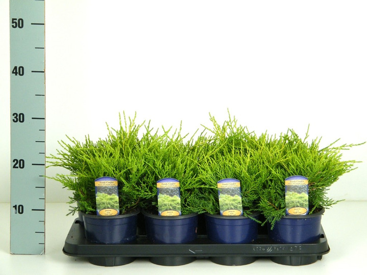 Tarpinis kadagys (Lot Juniperus pf.) 'Gold Coast' C1/P13 10-15 CM