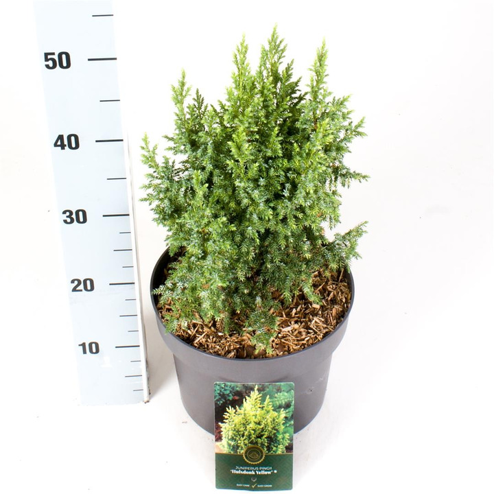 Kadagys pingii (Lot Juniperus ping.) 'Hulsdonck Yellow' C5/P23 30-40 CM
