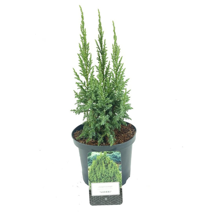 Kadagys pingii (Lot Juniperus pingii) 'Loderi' C2,5/P18 20-25 CM
