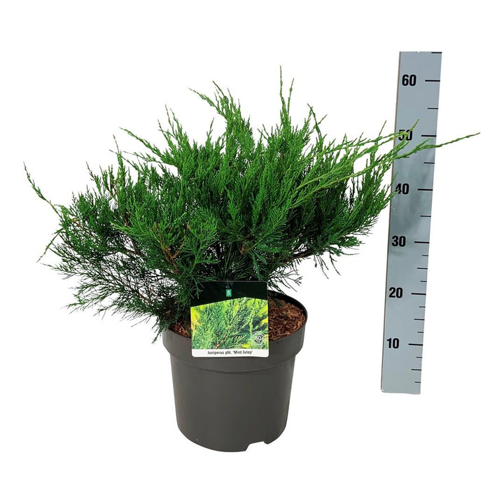 Tarpinis kadagys (Lot Juniperus pf.) 'Mint Julep' C7,5/P26 50-60 CM