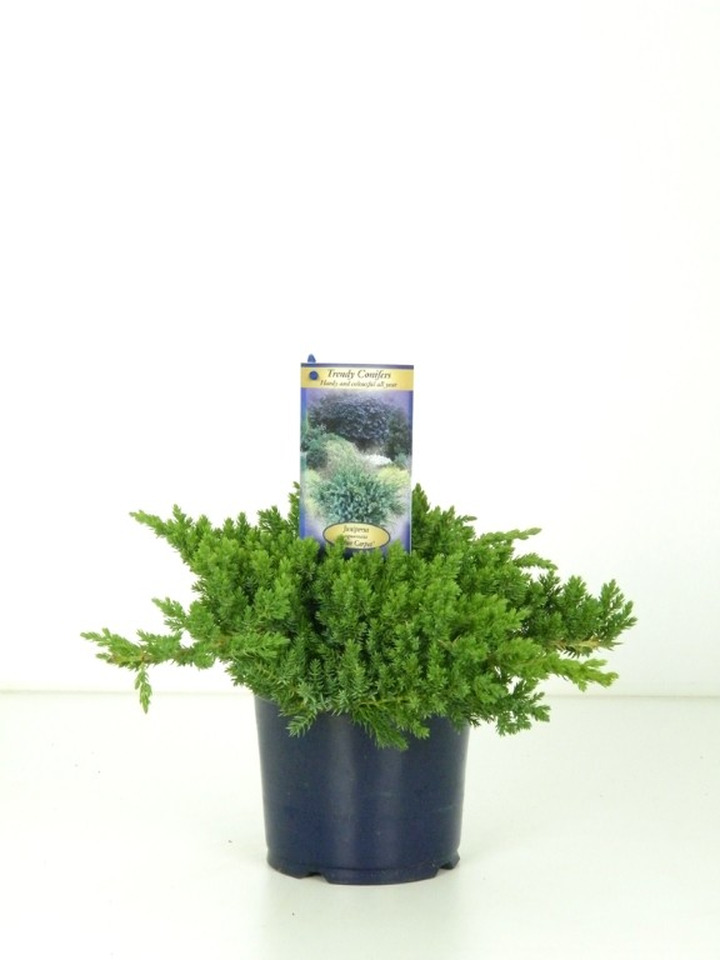 Gulsčiasis kadagys (Lot Juniperus proc.) 'Nana' C1/P13 10-15 CM