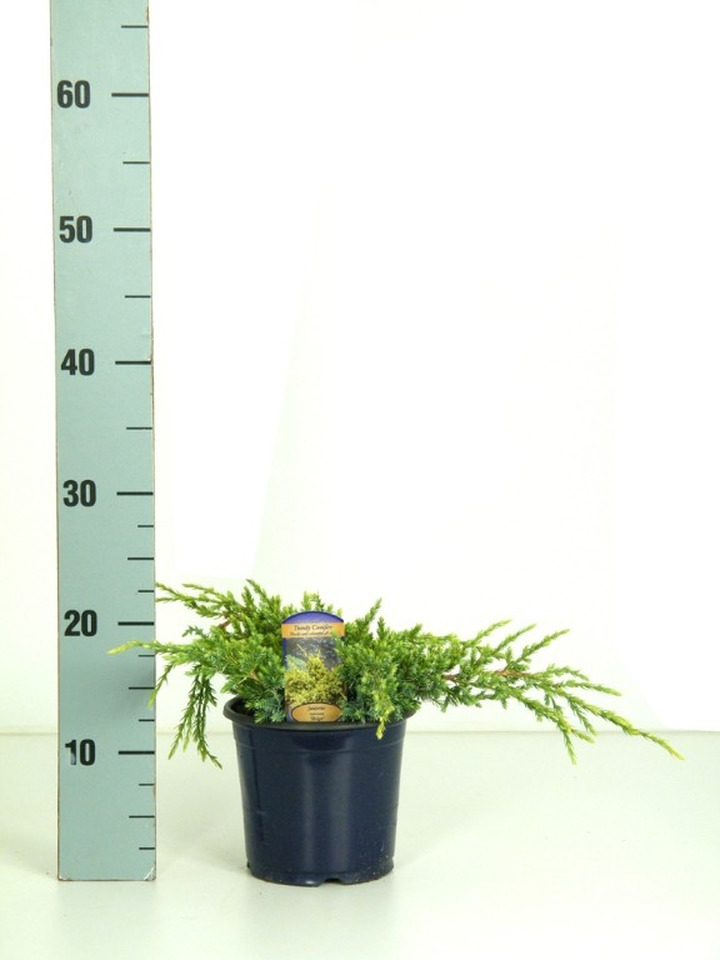 Kadagys žvynuotasis (Lot Juniperus squa.) 'Holger' C1,5/P15 15-20 CM