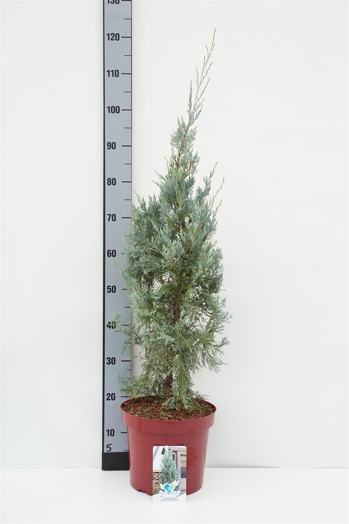 Kadagys uolinis (Lot Juniperus scop.) 'Wichita Blue' C7,5/P26 60-80 CM