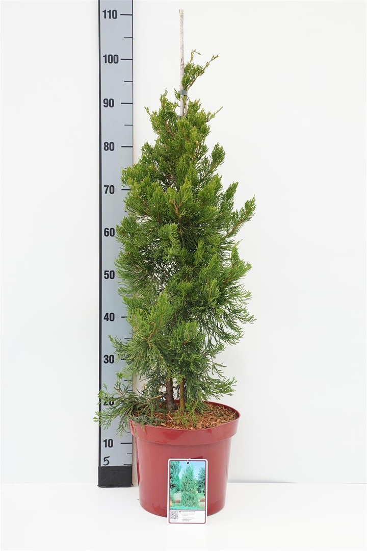 Virgininis kadagys (Lot Juniperus virg.) 'Canaertii' C7,5/P26 60-80 CM