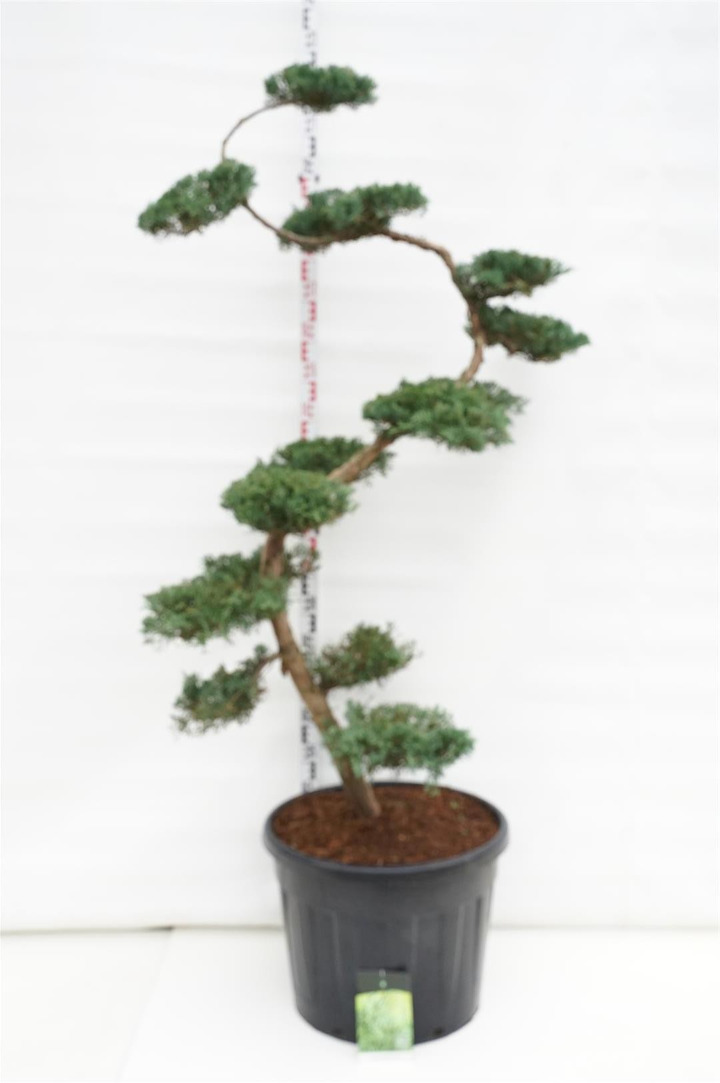 Virgininis kadagys (Lot Juniperus virg.) 'Grey Owl' BONSAI 175/+ P60/C90