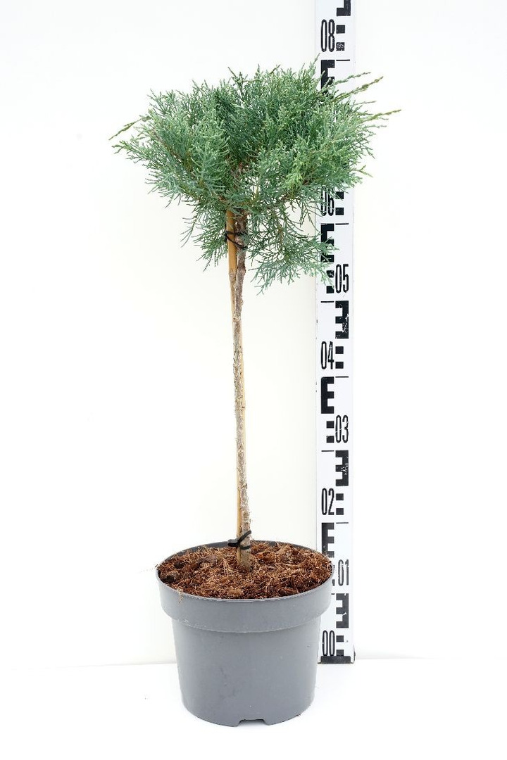 Virgininis kadagys (Lot Juniperus virg.) 'Hetz' C5/P23 STIEBAS 40 CM