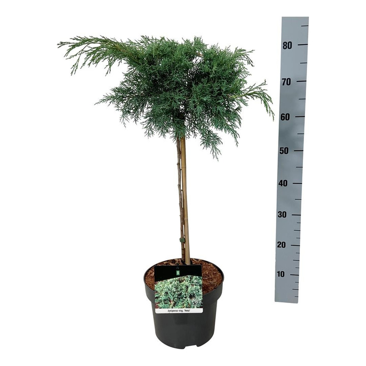 Virgininis kadagys (Lot Juniperus virg.) 'Hetz' C5/P23 STIEBAS 40 CM