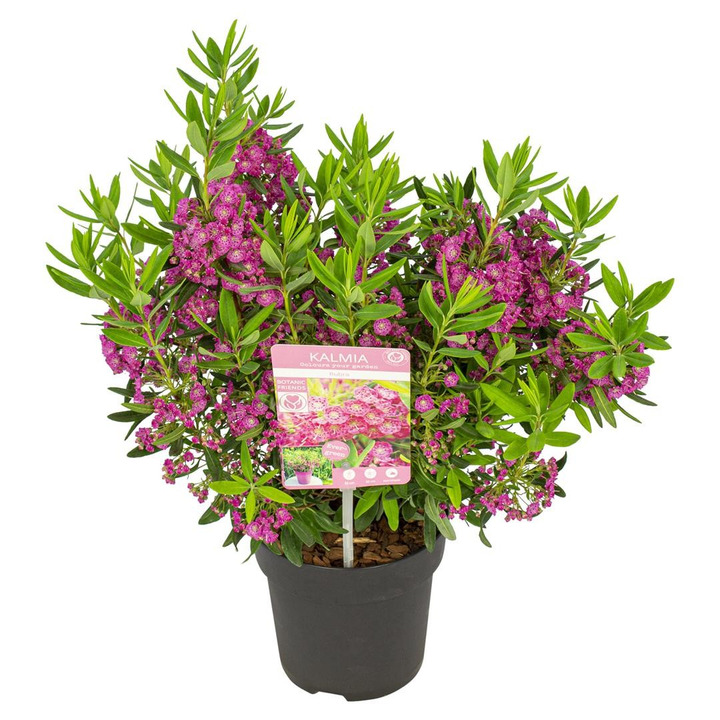 Kalmija siauralapė - Grėsvis (Lot Kalmia angus.) 'Rubra' C1,5/P15 25-30 CM