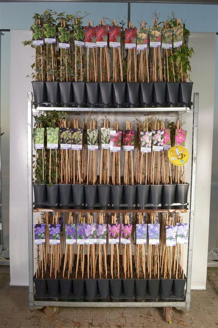 Vijokliniai MIX (Lot Climbers in)  Clematis, Lonicera, Parthenocissus, Rosa & Wisteria C2,5 70 CM 4 ST