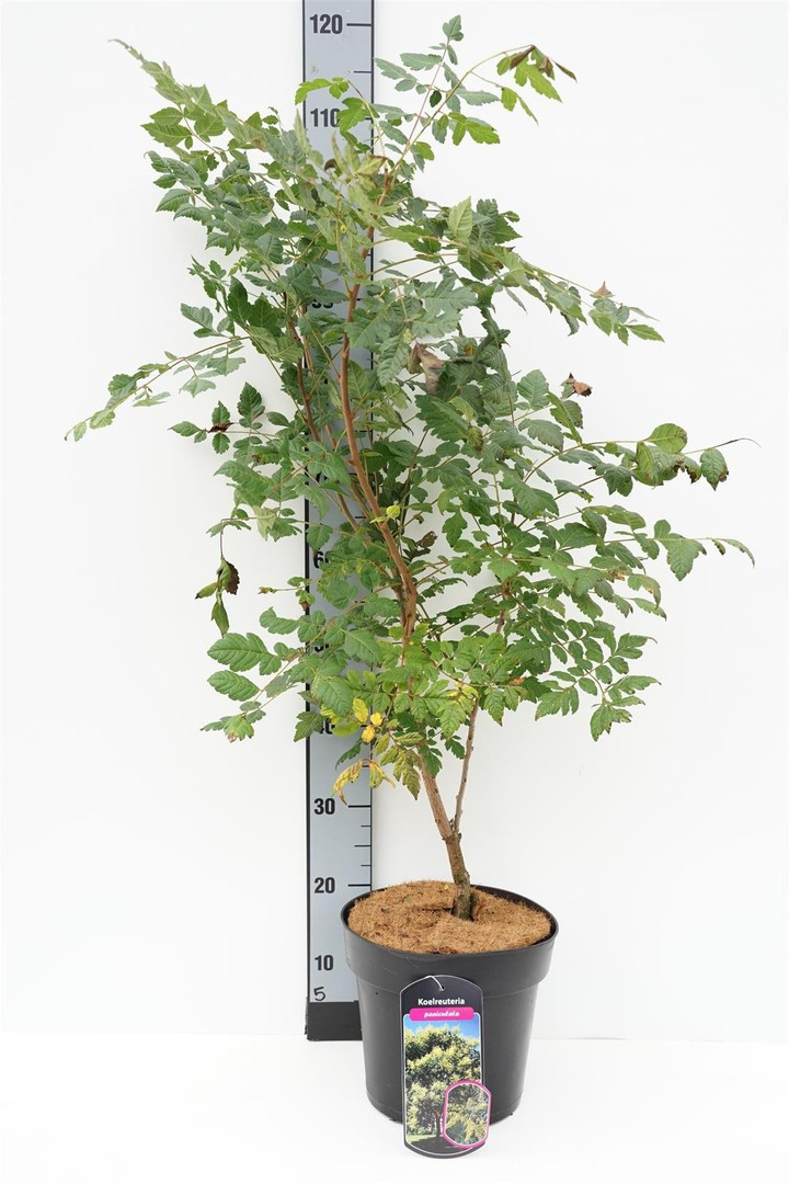 Kelreiterė gausiažiedė (Lot Koelreuteria paniculata)  C6,5/P24 80-100 CM