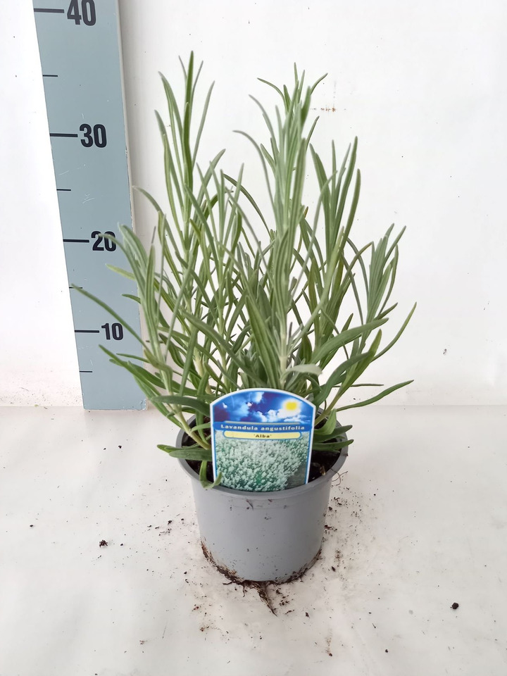 Tikroji levanda (Lot Lavandula ang.) 'Alba' C1/P13