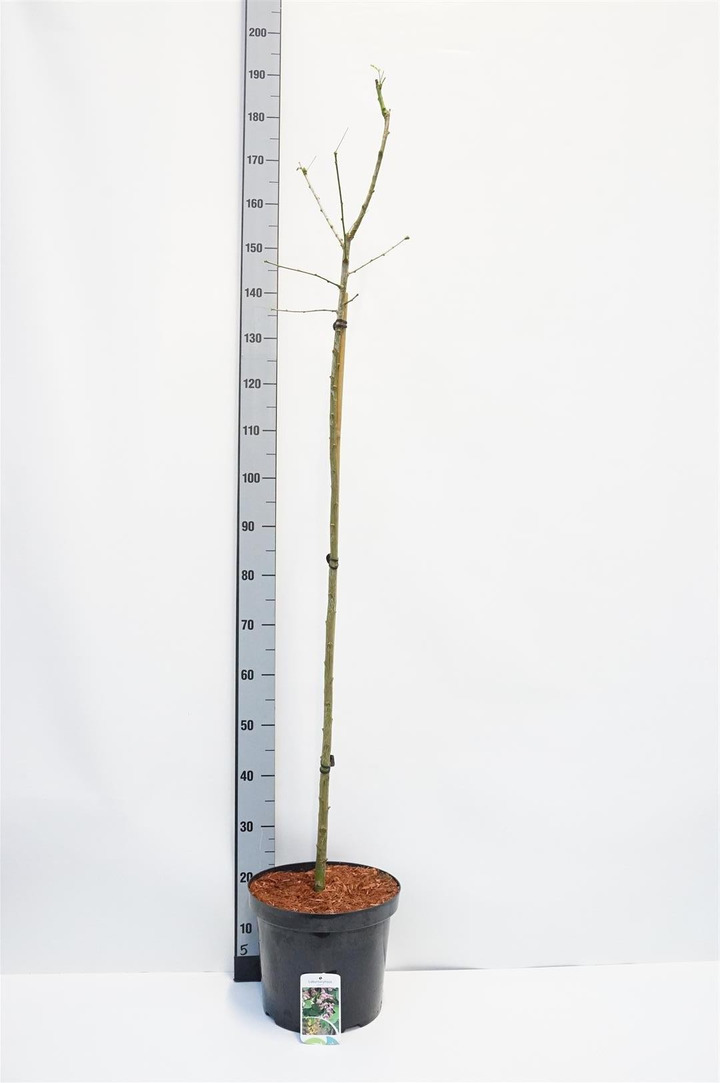 Laburno Raipstas adamii (Lot Laburnocytisus adamii)  C10 STIEBAS 120 CM