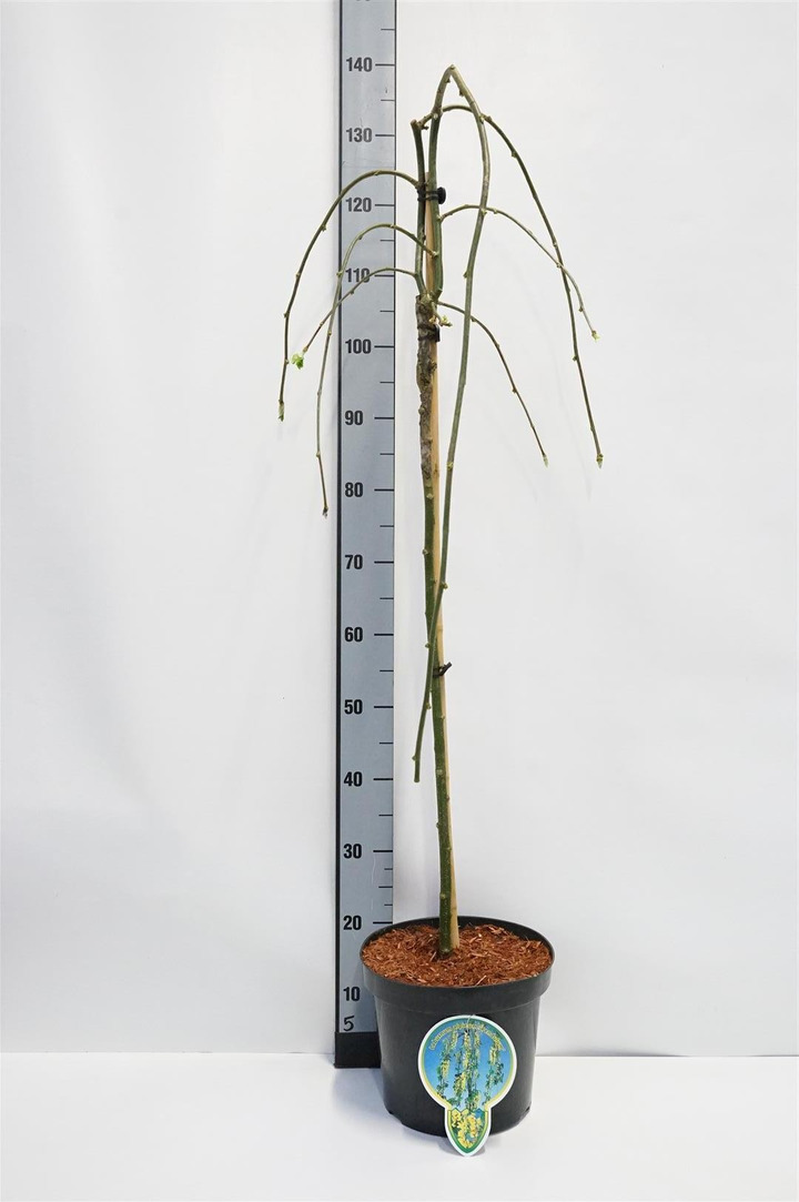 Pupmedis alpinis (Lot Laburnum alp.) 'Pendulum' C7,5/P26 STIEBAS 90 CM 2JR
