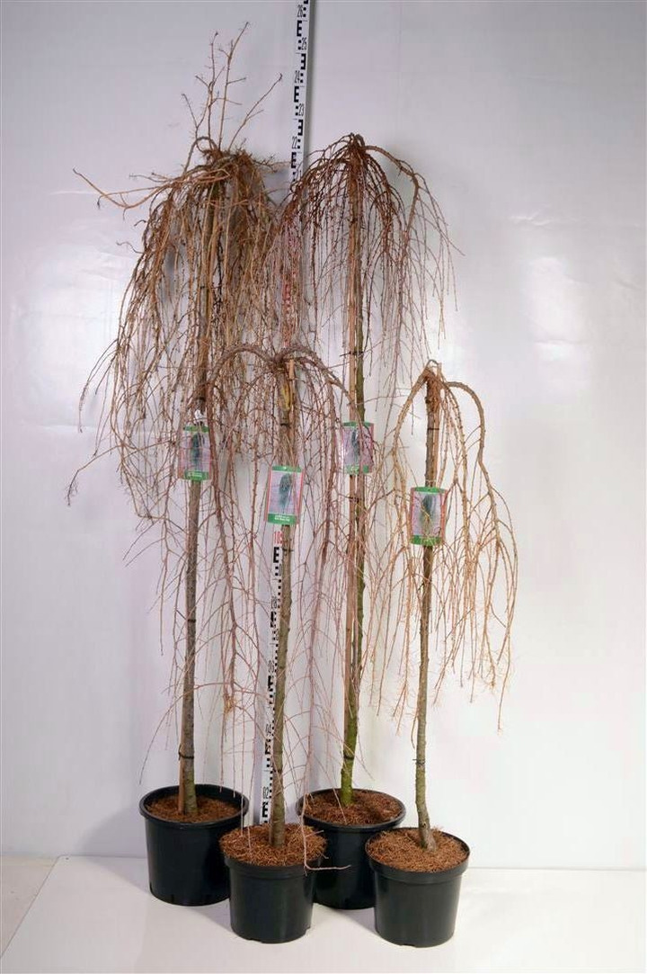 Maumedis MIX (Lot Larix in)  3x10 120 CM STIEBAS C10 + 150 CM STIEBAS C15 + 180 CM STIEBAS 6-8 C15