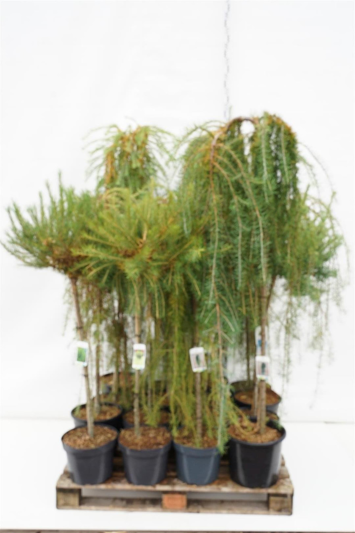 Maumedis MIX (Lot Larix in)   90, 120 & 150 CM STIEBAS C10, C12 & C15