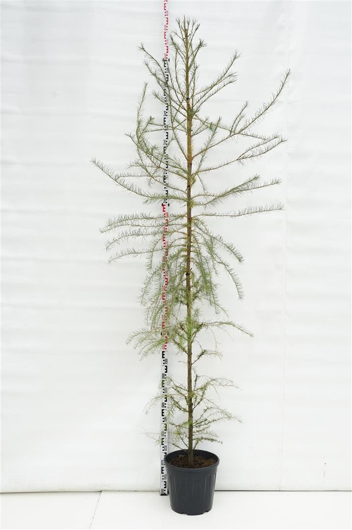 Maumedis japoninis (Lot Larix kaempferi)  C70 KAMIENO APIMTIS 8-10 CM
