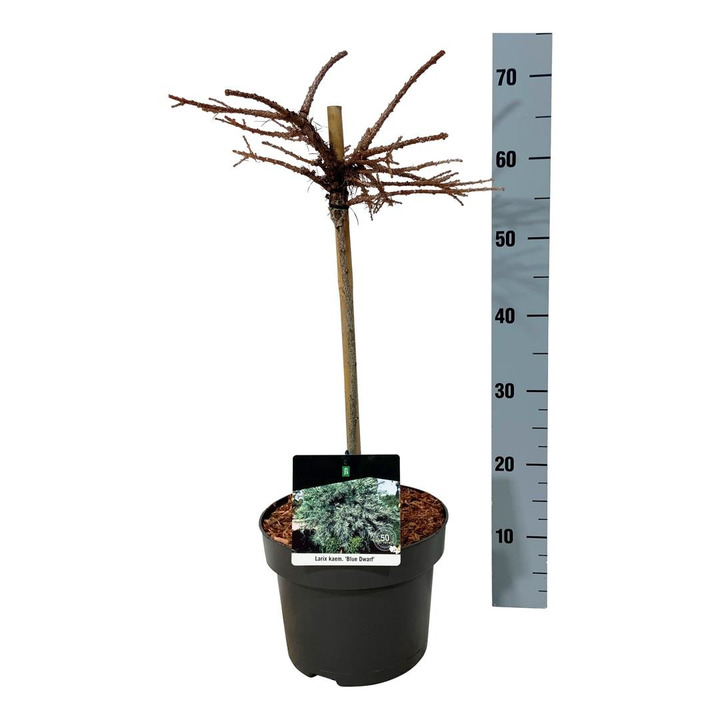 Maumedis japoninis (Lot Larix kaempf.) 'Blue Dwarf' C5/P23 STIEBAS 40 CM