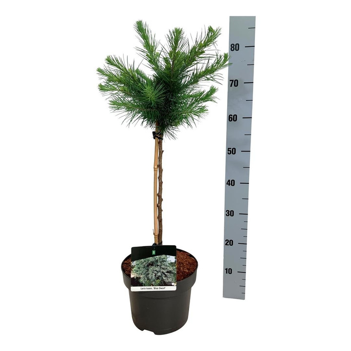Maumedis japoninis (Lot Larix kaempf.) 'Blue Dwarf' C5/P23 STIEBAS 40 CM