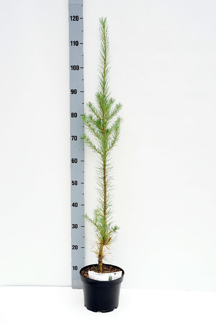 Maumedis japoninis (Lot Larix kaempf.) 'Jakobsen's Pyramid' C3/P19 50-60 CM