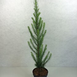 Maumedis japoninis (Lot Larix kaempf.) 'Jakobsen's Pyramid' C3/P19 50-60 CM - nuotrauka 2